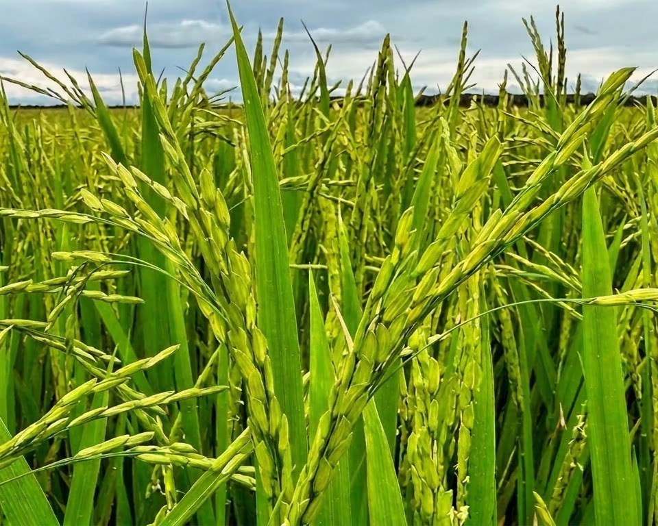 Agricultural Crops Background