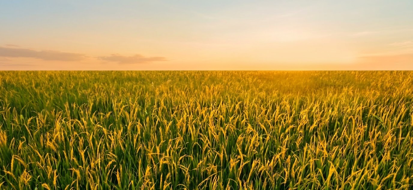 Agriculture Field Banner