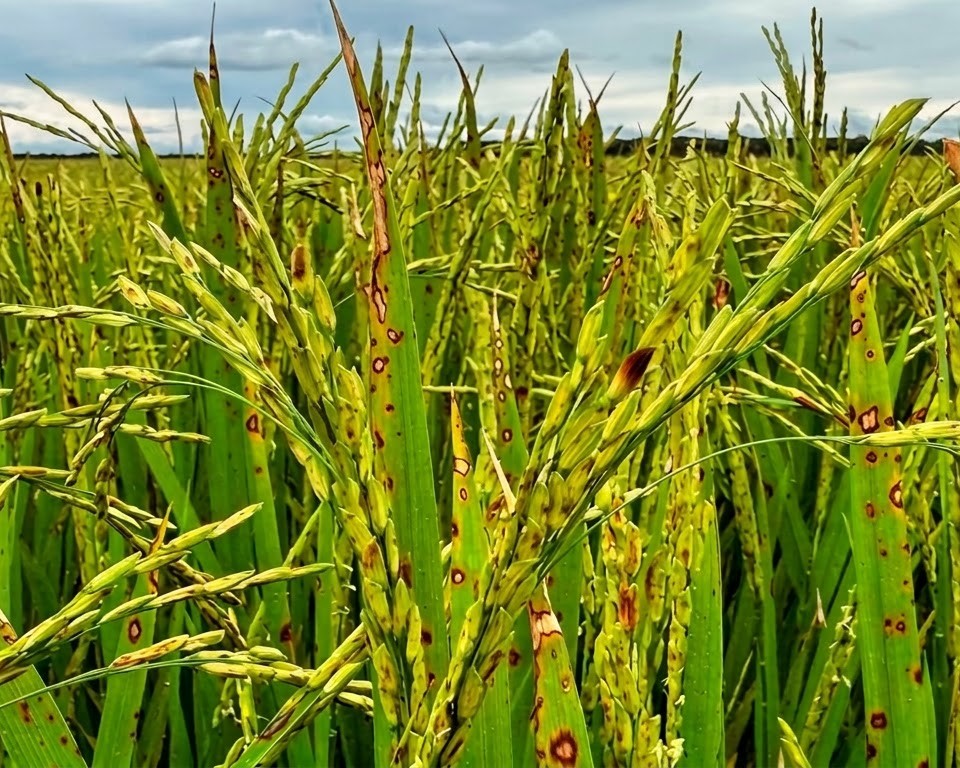 Diseased Crops Before Treatment