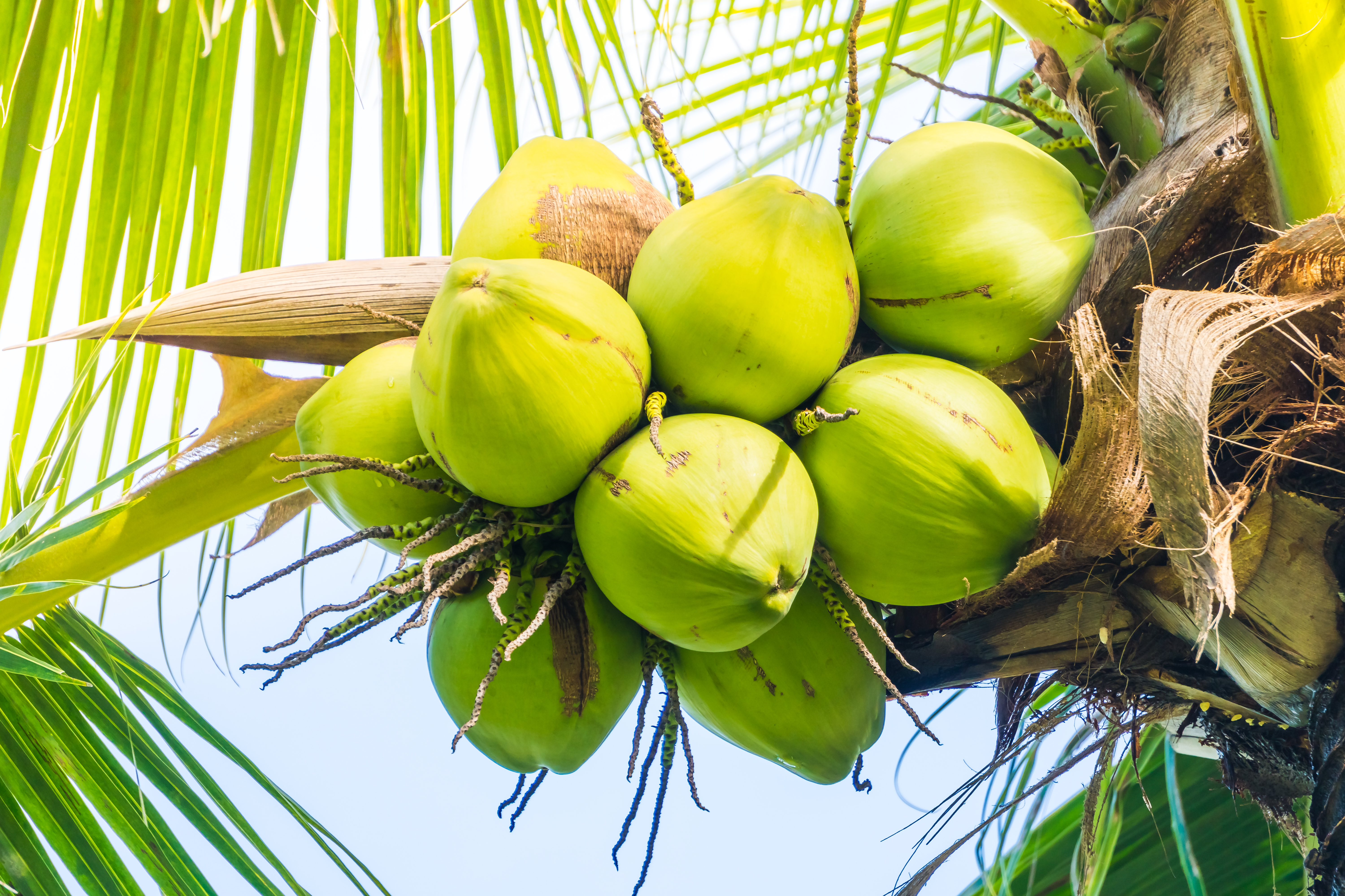 Fresh Green Coconut Harvest